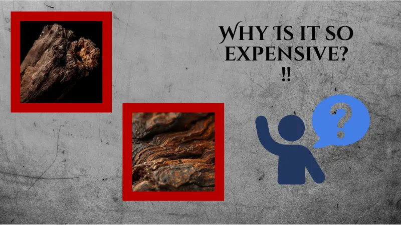 What is oud, and why is it so expensive